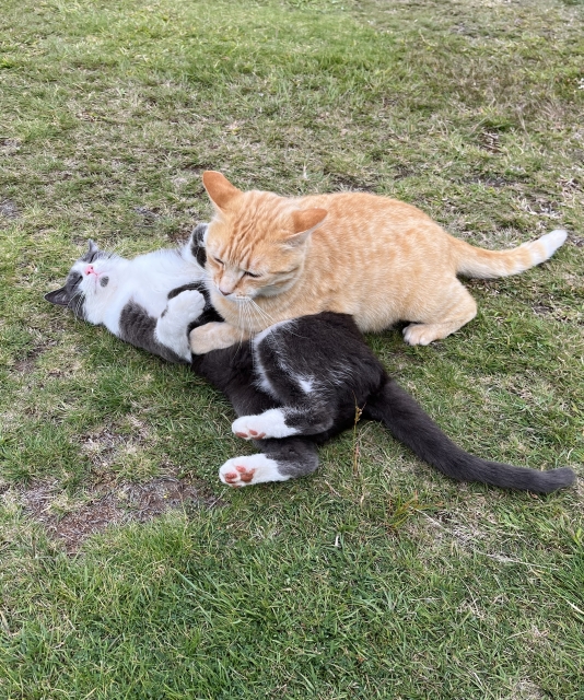 プロレスをする猫